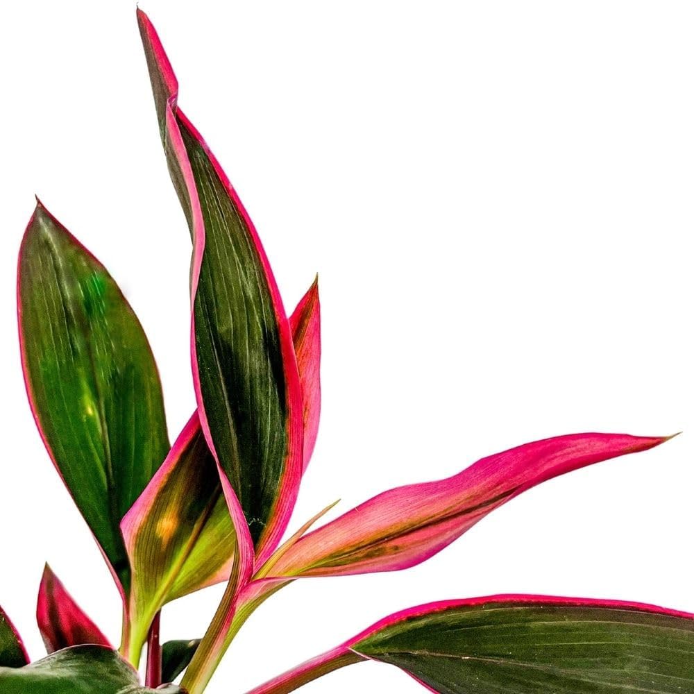 AquaOne Terrarium Plant Cordyline Red Edge I Live  - Bild 3