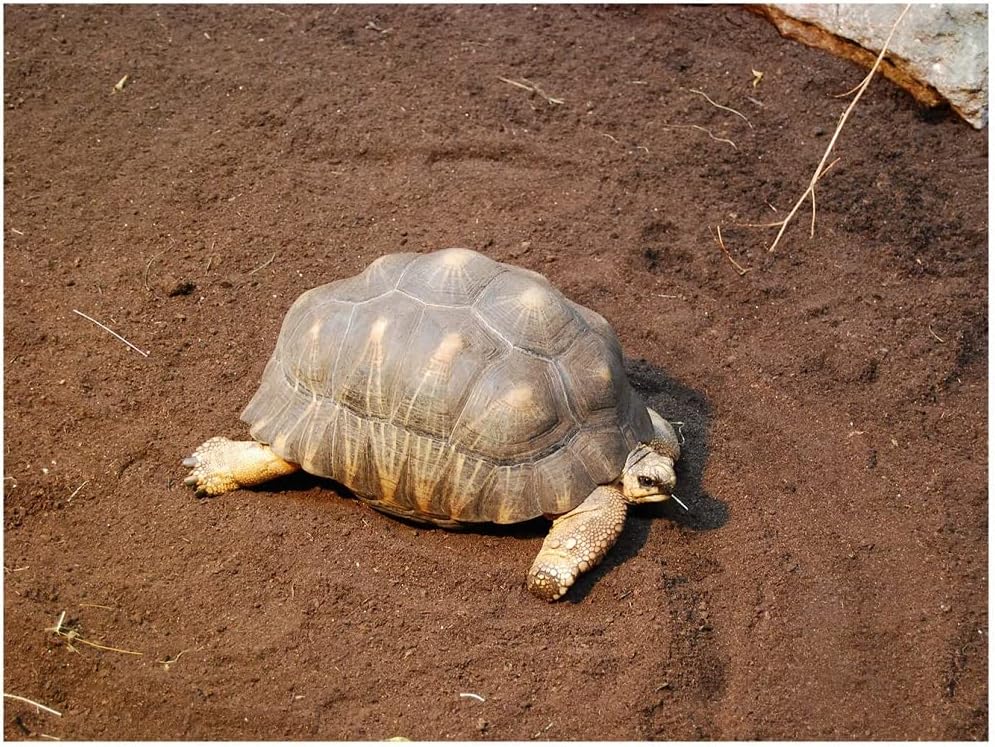 Floragard Schildkrötensubstrat 50 L - Bild 4