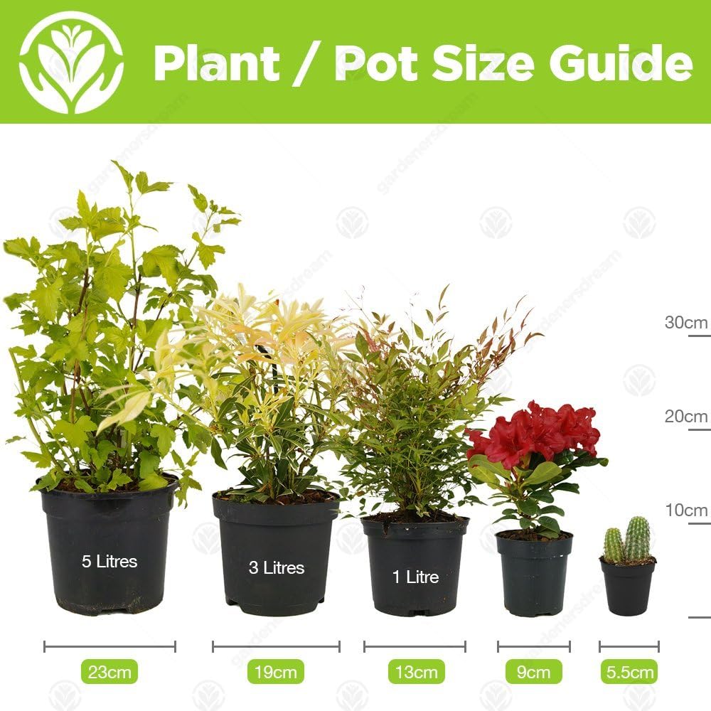GardenersDream Gardeners Dream 4er Tillandsien Pflanzen Echt Mix - Bild 2