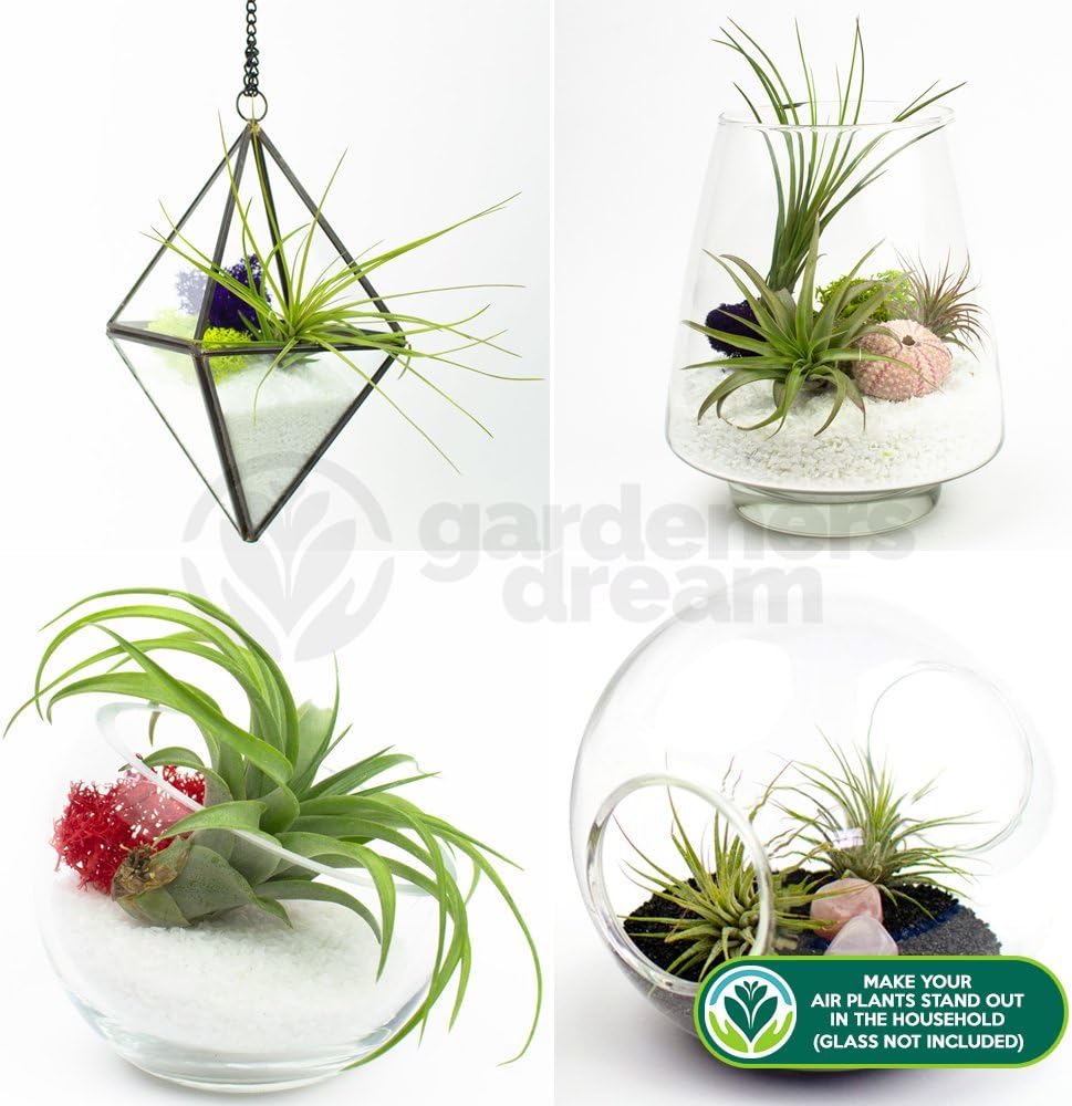 GardenersDream Gardeners Dream 4er Tillandsien Pflanzen Echt Mix