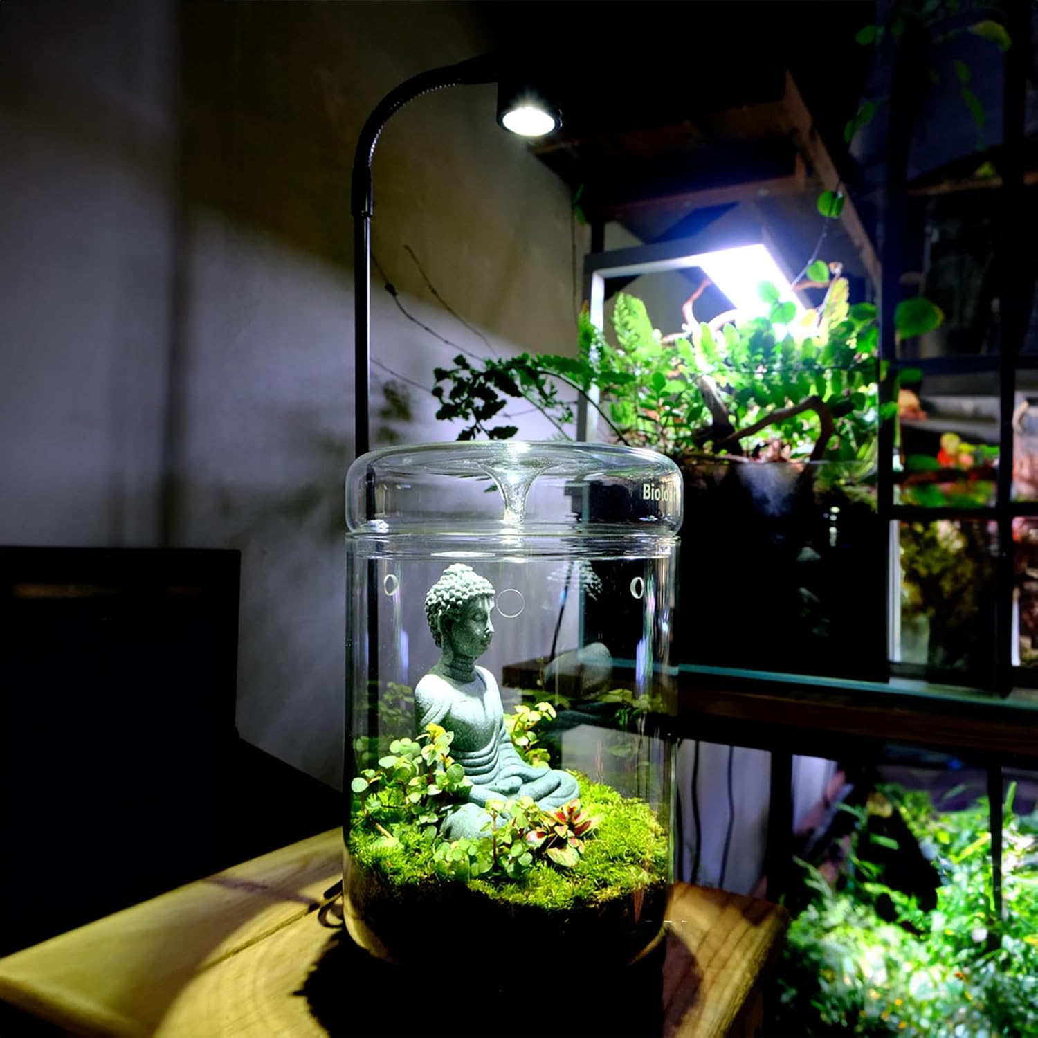 LingTing Glasterrarium - Bild 3