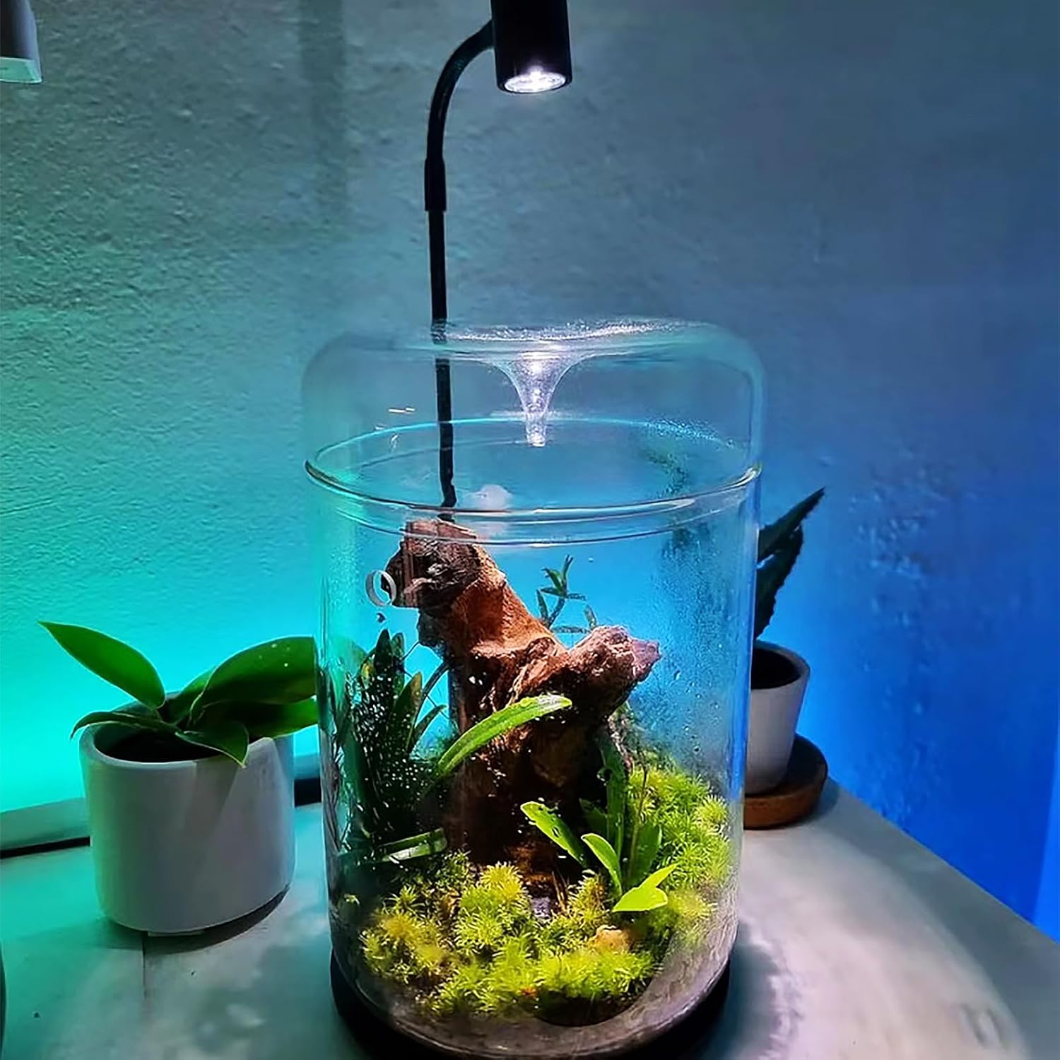 LingTing Glasterrarium - Bild 5