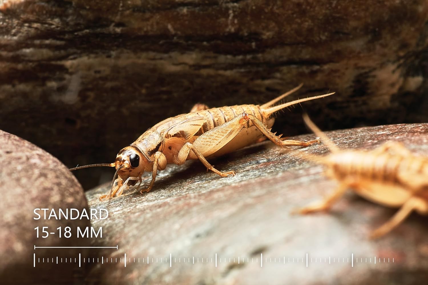 Eurocrickets Heimchen groß – Futtertiere lebend - Bild 2