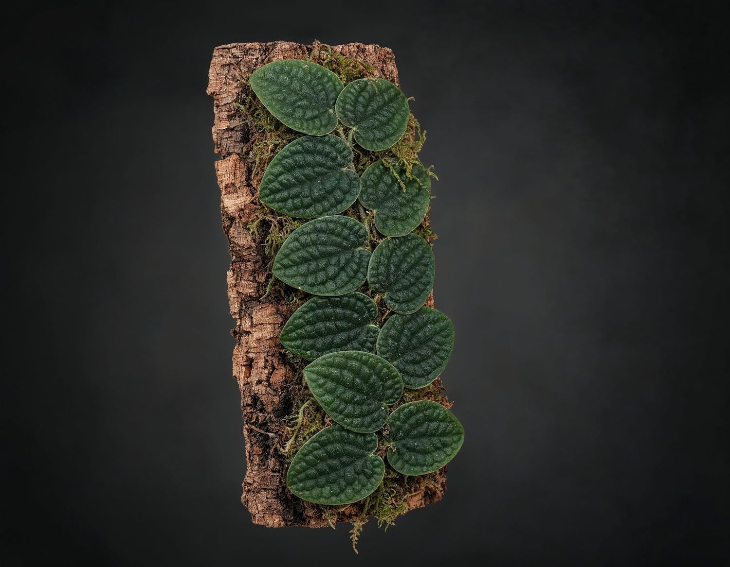 NatureHolic Terrarium Pflanze Raphidophora tenuis - Bild 3