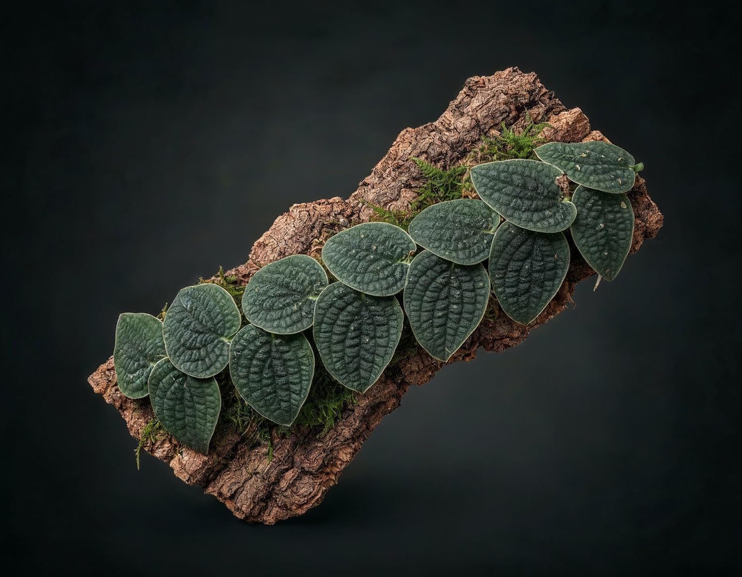 NatureHolic Terrarium Pflanze Raphidophora tenuis - Bild 4