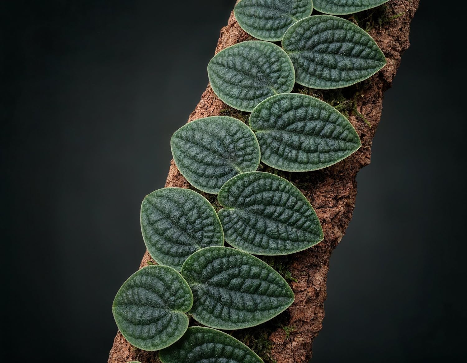 NatureHolic Terrarium Pflanze Raphidophora tenuis