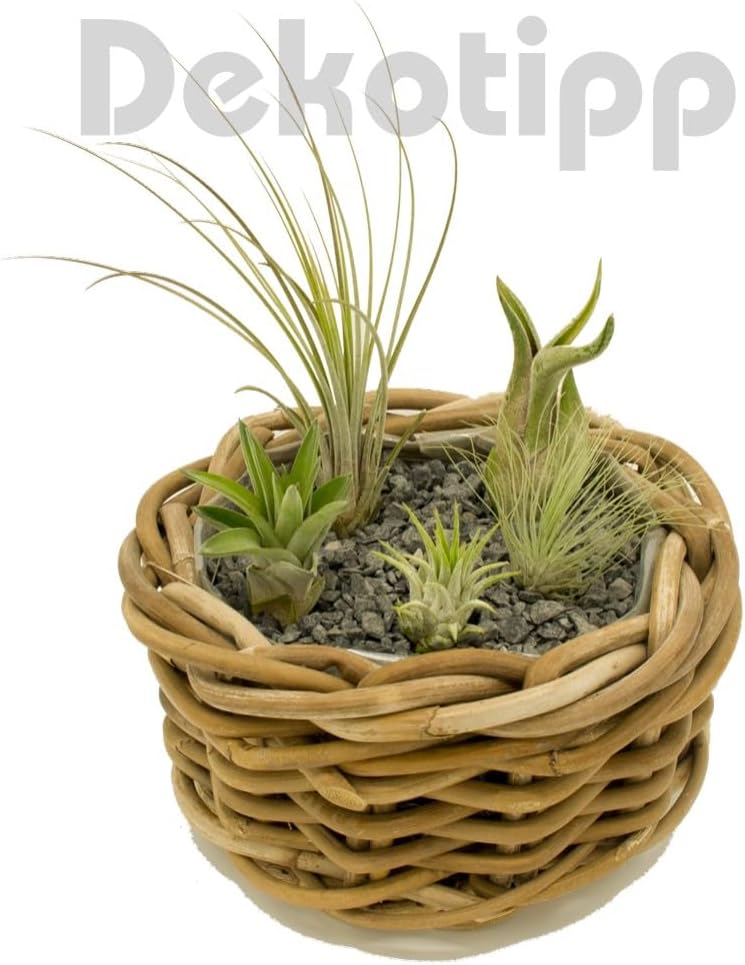OmniPlants Tillandsien Mini 5er Mix - Bild 5