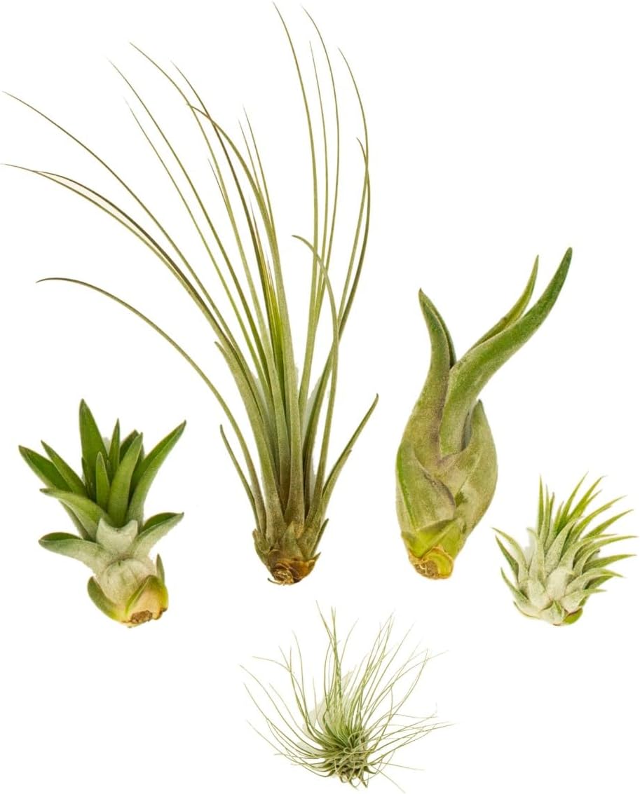 OmniPlants Tillandsien Mini 5er Mix