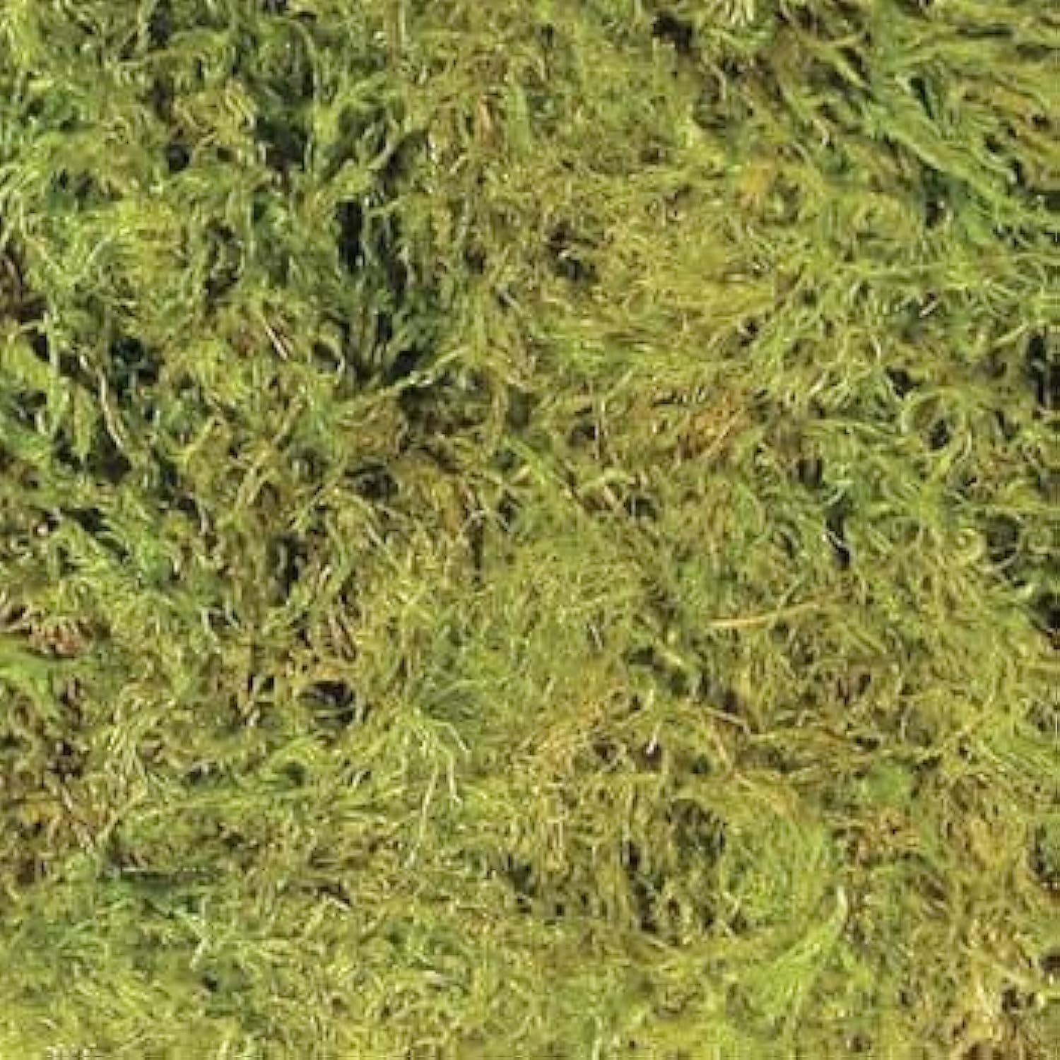 Zoo Med All Natural Frog Moss - Bild 3